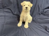 Gizmo, a male Miniature Schnauzer for sale in Mesa, AZ – Photo 8 of 10