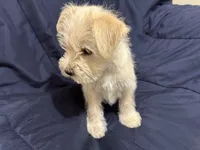 Gizmo, a male Miniature Schnauzer for sale in Mesa, AZ – Photo 4 of 10