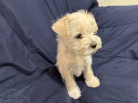 Gizmo, a male Miniature Schnauzer for sale in Mesa, AZ – Photo 2 of 10