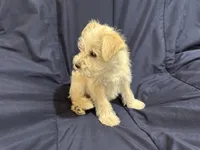 Gizmo, a male Miniature Schnauzer for sale in Mesa, AZ – Photo 5 of 10