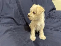 Gizmo, a male Miniature Schnauzer for sale in Mesa, AZ – Photo 9 of 10