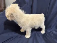 Gizmo, a male Miniature Schnauzer for sale in Mesa, AZ – Photo 7 of 10