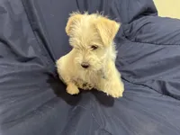 Gizmo, a male Miniature Schnauzer for sale in Mesa, AZ – Photo 3 of 10