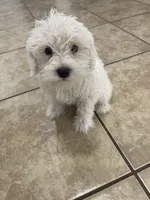 Bonnie, a female Miniature Schnauzer for sale in Mesa, AZ – 3 of 4