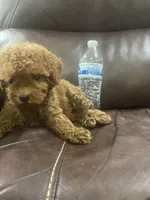 Tina, a female Poodle - Toy  for sale in Mesa, AZ – 3 of 5