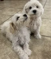 Bonnie, a female Miniature Schnauzer for sale in Mesa, AZ – 4 of 4