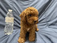 Rusty, a male Poodle - Toy  for sale in Mesa, AZ – 8 of 10