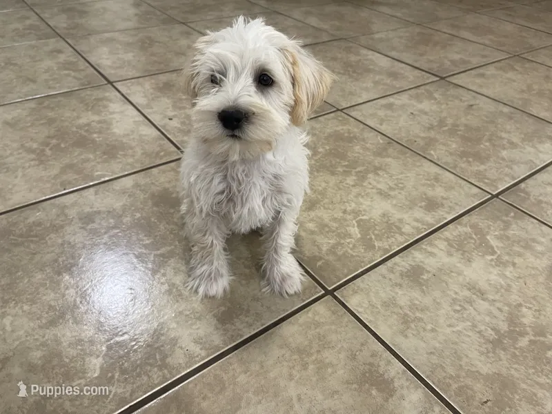 Butterscotch  – Miniature Schnauzer puppy for sale in Mesa, AZ