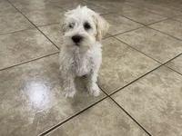 Butterscotch , a female Miniature Schnauzer for sale in Mesa, AZ – 1 of 3
