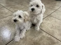 Butterscotch , a female Miniature Schnauzer for sale in Mesa, AZ – 9 of 9