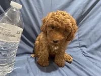 Rusty, a male Poodle - Toy  for sale in Mesa, AZ – 6 of 10