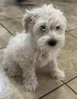 Milo, a male Miniature Schnauzer for sale in Mesa, AZ – 2 of 6