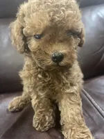 Tina, a female Poodle - Toy  for sale in Mesa, AZ – 5 of 5