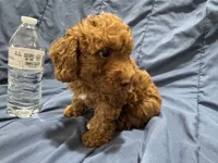 Milo, a male Poodle - Toy  for sale in Mesa, AZ – 3 of 10