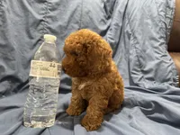 Milo, a male Poodle - Toy  for sale in Mesa, AZ – 9 of 10