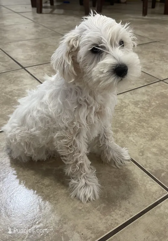 Milo, a male Miniature Schnauzer for sale in Mesa, AZ – 1 of 6