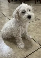 Milo, a male Miniature Schnauzer for sale in Mesa, AZ – 1 of 6