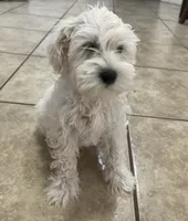Milo, a male Miniature Schnauzer for sale in Mesa, AZ – 3 of 6