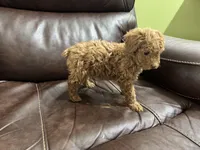 Teddy, a male Poodle - Toy  for sale in Mesa, AZ – Photo 3 of 3