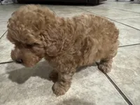 Teddy, a male Poodle - Toy  for sale in Mesa, AZ – Photo 1 of 3