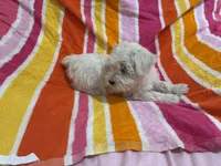 Lilly, a female Miniature Schnauzer for sale in Mesa, AZ – Photo 6 of 7