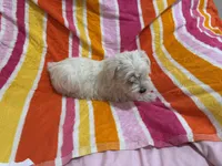 Lilly, a female Miniature Schnauzer for sale in Mesa, AZ – Photo 7 of 7