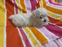 Lilly, a female Miniature Schnauzer for sale in Mesa, AZ – Photo 5 of 7