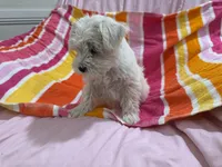 Lilly, a female Miniature Schnauzer for sale in Mesa, AZ – Photo 4 of 7