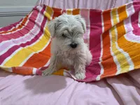 Lilly, a female Miniature Schnauzer for sale in Mesa, AZ – Photo 1 of 7