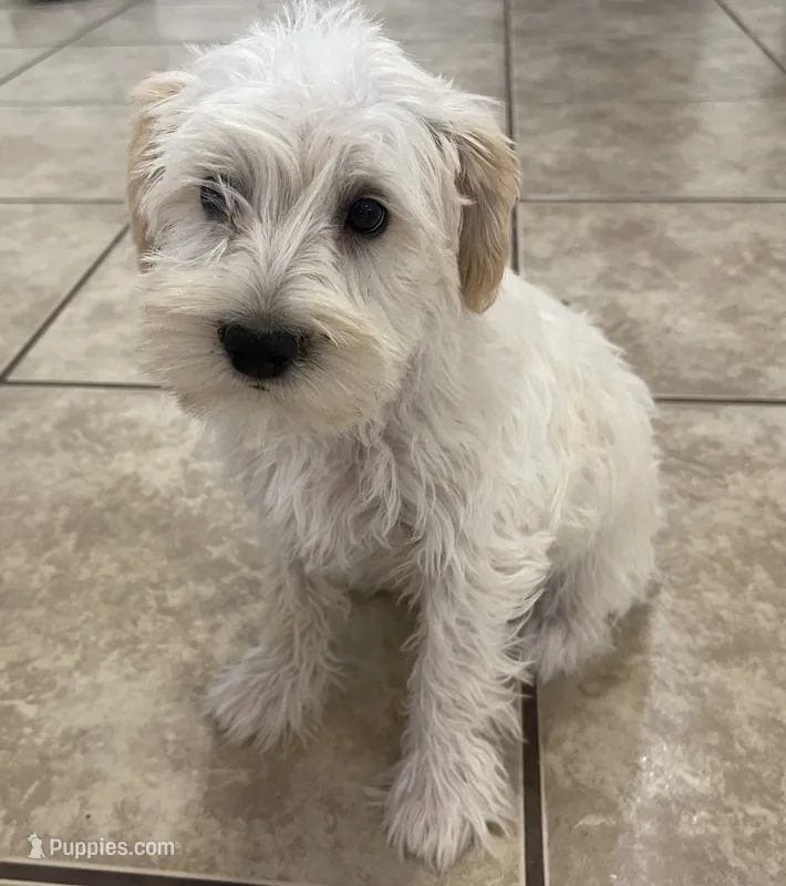 Butterscotch  – Miniature Schnauzer puppy for sale in Mesa, AZ