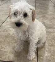 Butterscotch , a female Miniature Schnauzer for sale in Mesa, AZ – 1 of 9