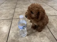 Oliver, a male Poodle - Toy  for sale in Mesa, AZ – Photo 4 of 9