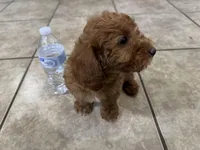 Oliver, a male Poodle - Toy  for sale in Mesa, AZ – Photo 3 of 9