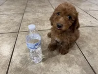 Oliver, a male Poodle - Toy  for sale in Mesa, AZ – Photo 5 of 9