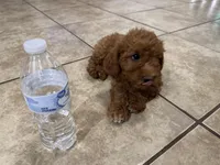 Oliver, a male Poodle - Toy  for sale in Mesa, AZ – Photo 9 of 9