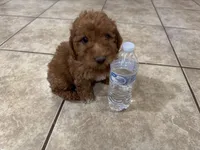 Oliver, a male Poodle - Toy  for sale in Mesa, AZ – Photo 2 of 9