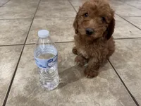 Oliver, a male Poodle - Toy  for sale in Mesa, AZ – Photo 7 of 9