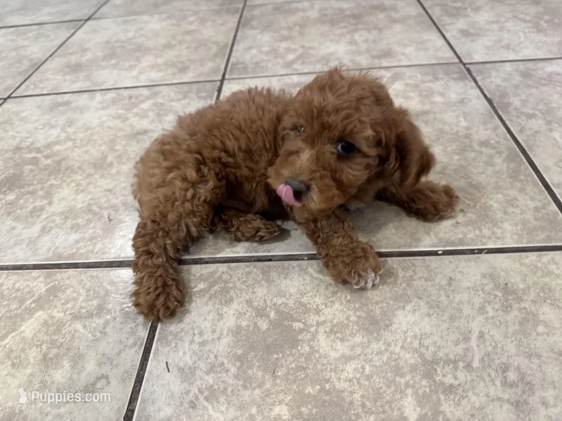 Oliver – Poodle - Toy  puppy for sale in Mesa, AZ