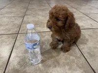 Oliver, a male Poodle - Toy  for sale in Mesa, AZ – Photo 8 of 9