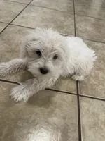 Milo, a male Miniature Schnauzer for sale in Mesa, AZ – 2 of 3