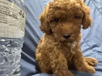 Rusty, a male Poodle - Toy  for sale in Mesa, AZ – 1 of 10