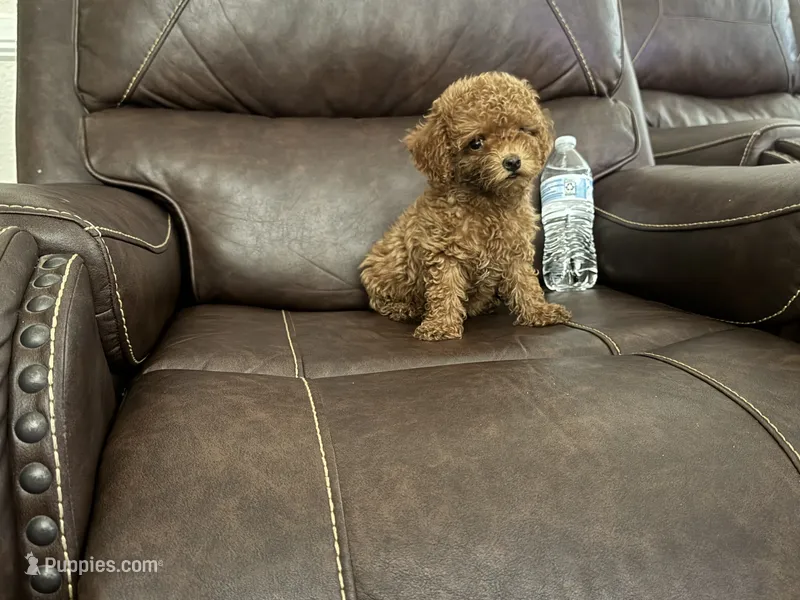 Tina – Poodle - Toy  puppy for sale in Mesa, AZ