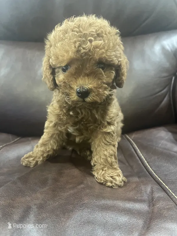 Tina – Poodle - Toy  puppy for sale in Mesa, AZ