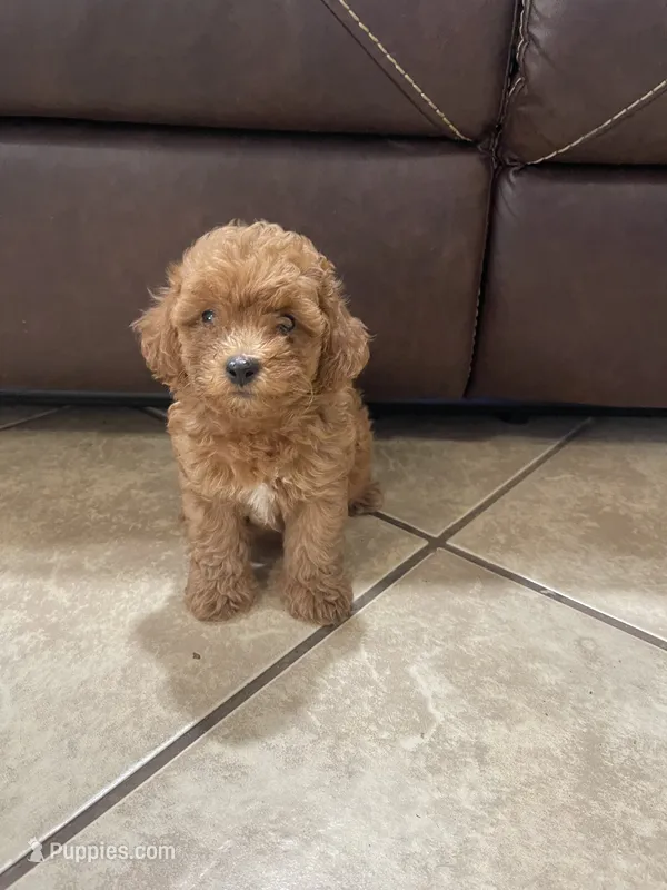 Toby – Poodle - Toy  puppy for sale in Mesa, AZ