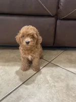 Toby, a male Poodle - Toy  for sale in Mesa, AZ – 1 of 3