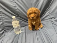 Rusty, a male Poodle - Toy  for sale in Mesa, AZ – 5 of 10
