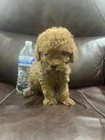 Tina, a female Poodle - Toy  for sale in Mesa, AZ – 2 of 5