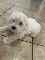 Milo, a male Miniature Schnauzer for sale in Mesa, AZ – 3 of 3