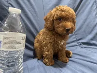 Rusty, a male Poodle - Toy  for sale in Mesa, AZ – 10 of 10