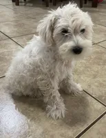 Milo, a male Miniature Schnauzer for sale in Mesa, AZ – 4 of 6